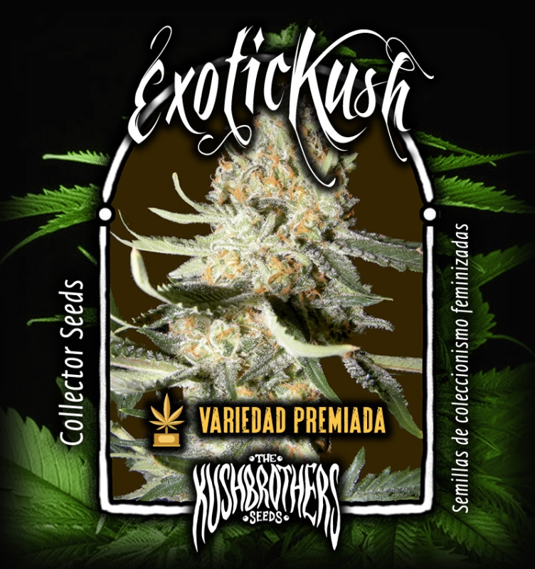 10 UND FEM - EXOTIC KUSH * THE KUSH BROTHERS SEEDS 10 UND FEMINIZADA