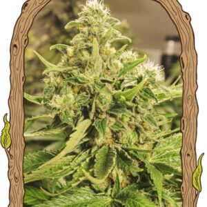 5 UND FEM - EXOTIC PURE CBG * EXOTIC SEED FEMINIZADA 5 UND
