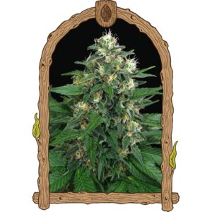 3 UND FEM - EXOTIC THAI * EXOTIC SEED FEMINIZADA 3 UND