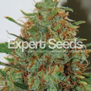 1 UND FEM - EXPERT HAZE * EXPERT SEEDS 1 UND FEMINIZADA