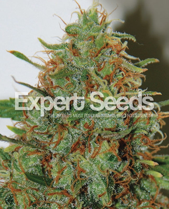 15 UND FEM - EXPERT HAZE * EXPERT SEEDS 15 UND FEMINIZADAS