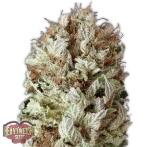 5 UND FEM - EXTREME IMPACT AUTO * HEAVYWEIGHT SEEDS 5 UND FEMINIZADAS
