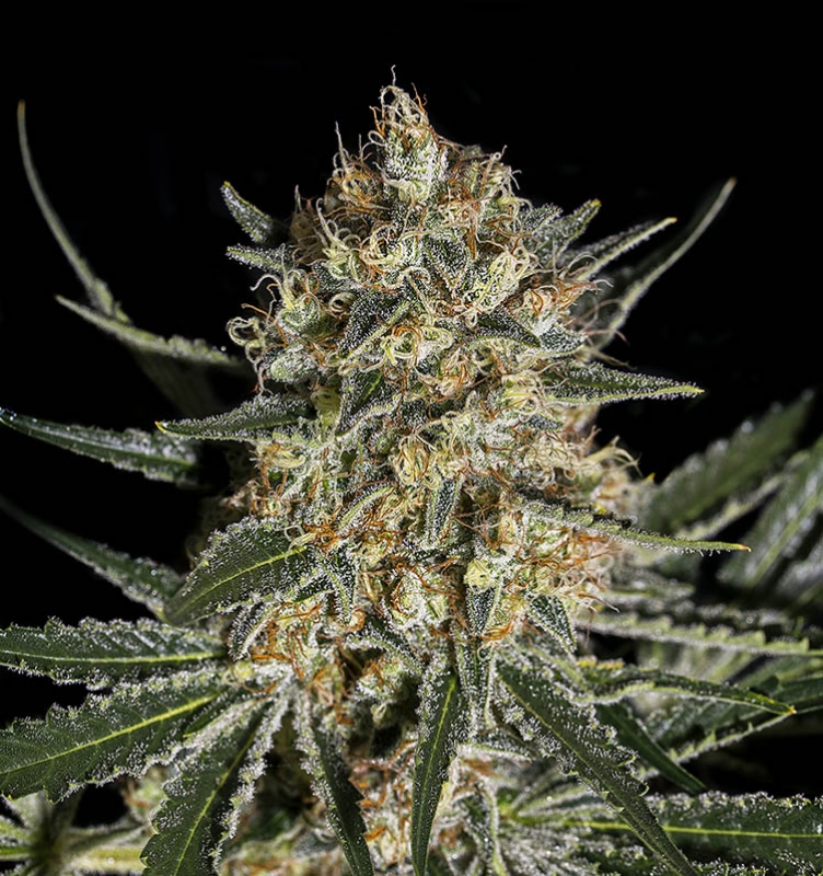 25 UND FEM - FACE OFF OG BILBO * GENEHTIK SEEDS FEMINIZADA 25 UND_