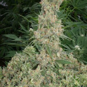 3 UND FEM - FAR OUT * MANDALA SEEDS 3 UND FEMINIZADAS