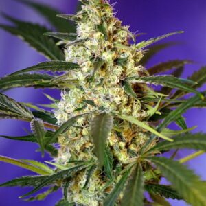 5 UND FEM - FAST BUD AUTO ﾮ * SWEET SEEDS 5 UND FEMINIZADAS