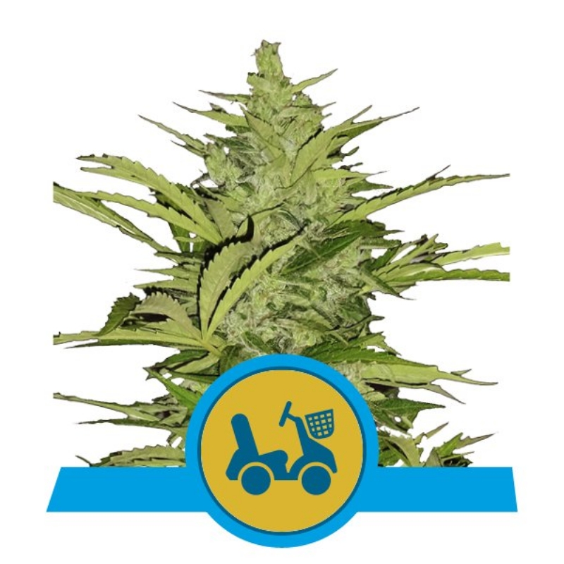 3 UND FEM - FAST EDDY AUTOMATIC CBD * ROYAL QUEEN 3 UND FEMINIZADAS
