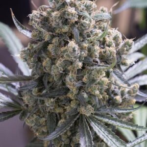 3 UND FEM - FAST FLOWERING GREEN CRACK * HUMBOLDT 3 UND FEMINIZADAS