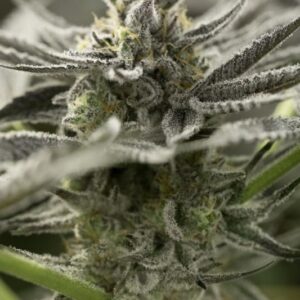 3 UND FEM - FAST FLOWERING OGKZ * HUMBOLDT 3 UND FEMINIZADAS