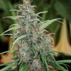 10 UND REG - FAST N' GLORIOUS * MANDALA SEEDS 10 UND REGULARES