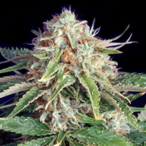 3 UND FEM - FAST RYDER II (AUTOFLORECIENTE) * THE BULLDOG SEEDS FEM 3 UND