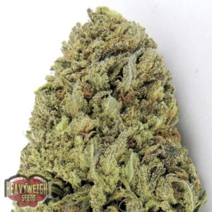 5 UND FEM - FAST & VAST AUTO  * HEAVYWEIGHT SEEDS 5 UND FEMINIZADAS