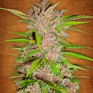 10 UND FEM - FASTBERRY * FASTBUDS SEEDS FEMINIZADA 10 UND