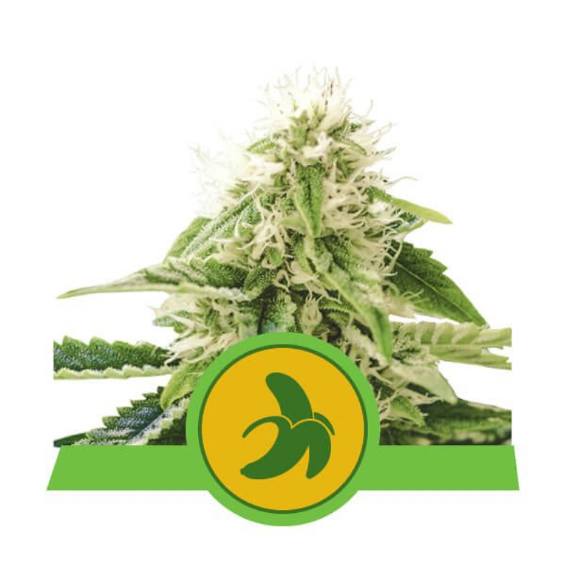 10 UND FEM - FAT BANANA AUTO * ROYAL QUEEN 10 UND FEMINIZADA