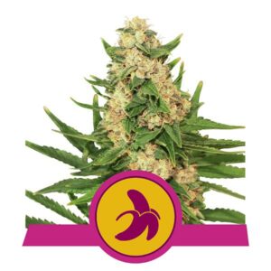 100 UND FEM - FAT BANANA USA PREMIUM * ROYAL QUEEN 100 UND FEMINIZADAS