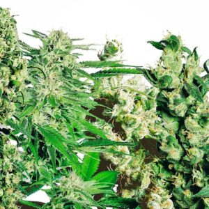 10 UND FEM - FEMINIZED MIX ﾮ (10 SEEDS) * SENSI SEEDS 10 UND FEMINIZADA