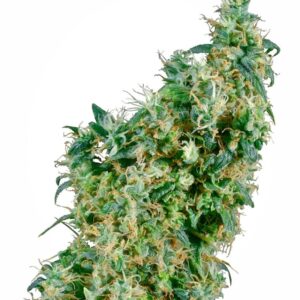 10 UND REG - FIRST LADY ﾮ * SENSI SEEDS 10 UND REG