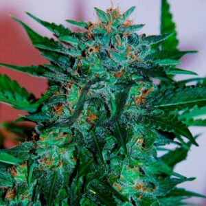 10 UND FEM - FLASH BABYLON AUTO (SAMSARA) * SAMSARA 10 UND FEMINIZADAS