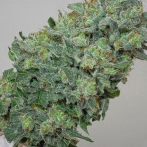 10 UND REG - FLASHBERRY * MANDALA SEEDS 10 UND REGULARES
