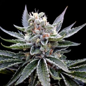 6 UND FEM - FLORIDA GOLD * DNA GENETICS GROW YOUR OWN 6 UND FEMINIZADAS