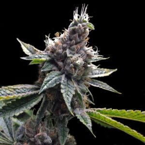 3 UND FEM - FLORIDA OG * DNA GENETICS GROW YOUR OWN 3 UND FEMINIZADAS