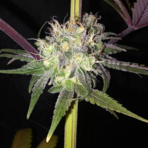 10 UND REG - FLOW * SAGARMATHA REGULARES 10 UND