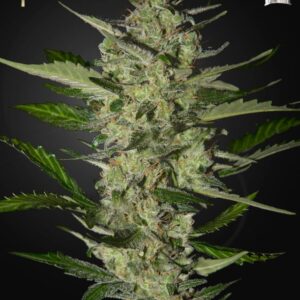 10 UND FEM - FLOWERBOMB KUSH * STRAINHUNTERS 10 UND FEMINIZADAS