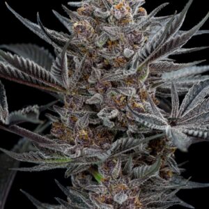 3 UND FEM - FORBIDDEN DREAM * HUMBOLDT 3 UND FEMINIZADAS