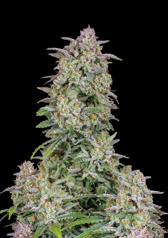 5 UND FEM - FORBIDDEN RUNTZ AUTO * FASTBUDS SEEDS FEMINIZADA 5 UND