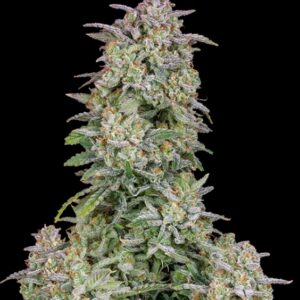 10 UND FEM - FORBIDDEN RUNTZ AUTO * FASTBUDS SEEDS FEMINIZADA 10 UND