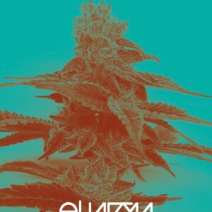 3 UND FEM - FORBIDDEN ZKITTLEZ X PURPLE PUNCH * PURPLE CITY GENETICS 3 FEMINIZADAS