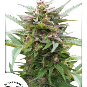 10 UND FEM - FOREST DREAM * DUTCH PASSION FEMINIZADA 10 UND