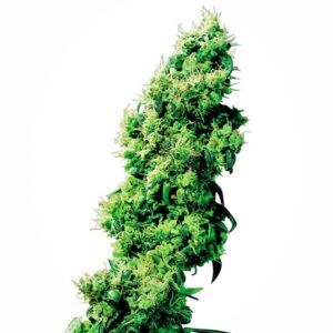 10 UND REG - FOUR WAY ﾮ * SENSI SEEDS 10 UND REG