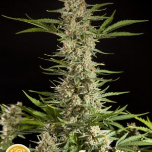 25 UND FEM - FRAGGLE SKUNK AUTO * PHILOSOPHER SEEDS 25 UND FEM