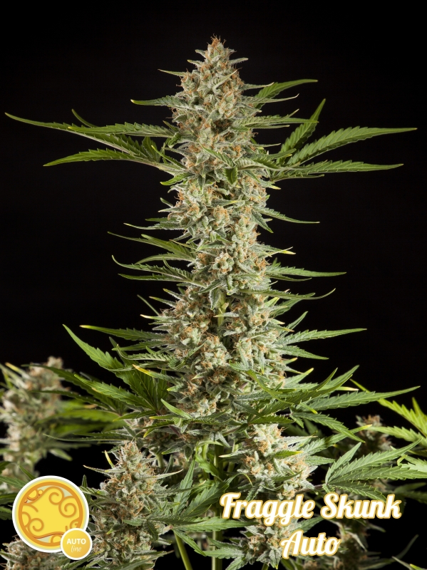 25 UND FEM - FRAGGLE SKUNK AUTO * PHILOSOPHER SEEDS 25 UND FEM