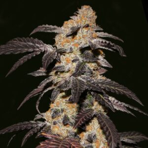 5 UND FEM - FRENCH COOKIES * T.H. SEEDS 5 UND FEMINIZADAS