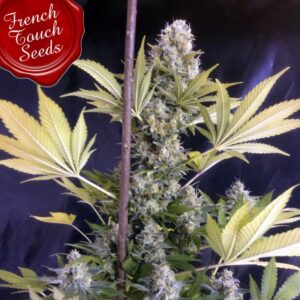 1 UND FEM - FRENCHEESE * FRENCH TOUCH SEEDS  FEMINIZADA 1 UND
