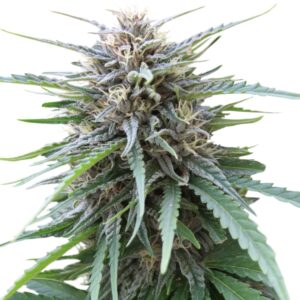 100 UND FEM - FRIZZY KUSH * SEEDSTOCKERS 100 UND FEMINIZADAS
