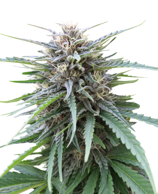 100 UND FEM - FRIZZY KUSH * SEEDSTOCKERS 100 UND FEMINIZADAS