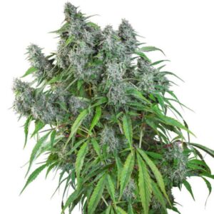 24 UND REG - FROSTY FRIDAY * SUPER SATIVA SEED CLUB 24 UND REGULARES