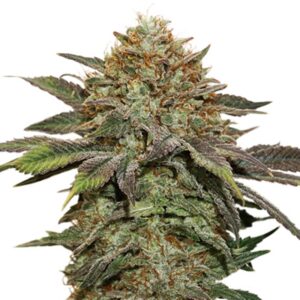 100 UND FEM - FRUIT CAKE AUTO * SEEDSTOCKERS 100 UND FEMINIZADAS