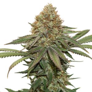 3 UND FEM - FRUIT CAKE * SEEDSTOCKERS 3 UND FEMINIZADAS