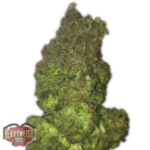 5 UND FEM - FRUIT PUNCH AUTO  * HEAVYWEIGHT SEEDS 5 UND FEMINIZADAS