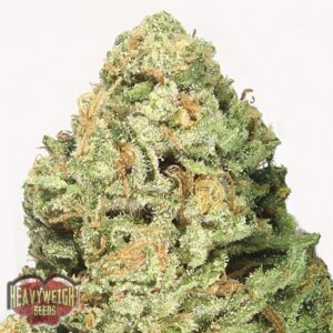 5 UND FEM - FRUIT PUNCH  * HEAVYWEIGHT SEEDS 5 UND FEMINIZADAS