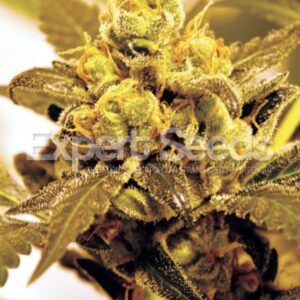 15 UND FEM - FRUIT SALAD * EXPERT SEEDS 15 UND FEMINIZADAS