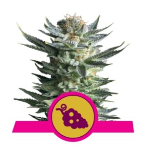 100 UND FEM - FRUIT SPIRIT * ROYAL QUEEN 100 UND FEMINIZADAS