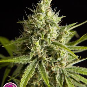 3 UND FEM - FRUITY JACK * PHILOSOPHER 3 UND FEMINIZADAS