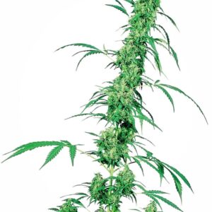 10 UND REG - FRUITY JUICEﾮ * SENSI SEEDS 10 UND REG