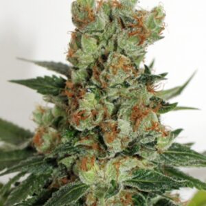 12 UND REG - FUEL OG * RIPPER SEEDS 12 UND REGULARES