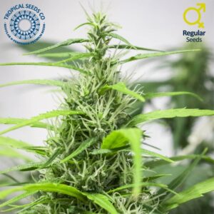 10 UND REG - FULL ENERGY * TROPICAL SEEDS 10 UND REGULARES