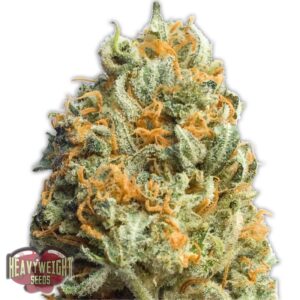 10 UND FEM - FULLY LOADED AUTO * HEAVYWEIGHT SEEDS 10 UND FEMINIZADAS